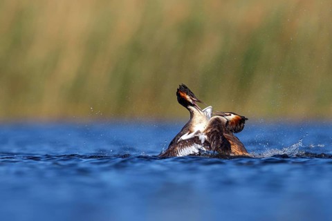 Great Crested Grebe, (Podiceps Scalloped ribbonfish), courtship behaviour, two individuals, Hides