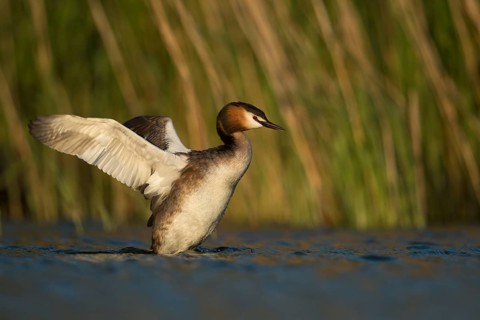 Great Crested Grebe (Podiceps cristatus) flapping, North Rhine-Westphalia, Germany