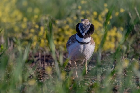 Little bustard (Tetrax tetrax), male, courtship display, Catalonia, Spain