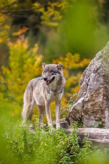 A Eurasian gray wolf (Canis lupus lupus) stands, framed by leaves, on a hill between rocks and