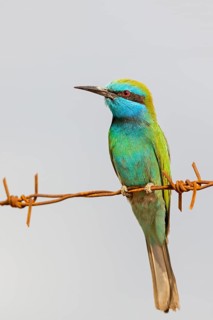 Emerald spint, Merops orientalis, Israel