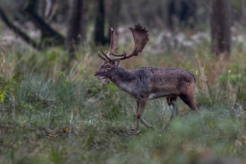 Fallow deer (Dama dama) are very active during the rut, but regularly leave the rutting area to