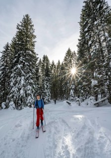 Ski tourer in a snowy forest, Sonnenstern, ascent to Simetsberg, Estergebirge, Bavarian Prealps,