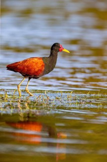 Red-fronted leaflet (Jacana jacana) Pantanal Brazil