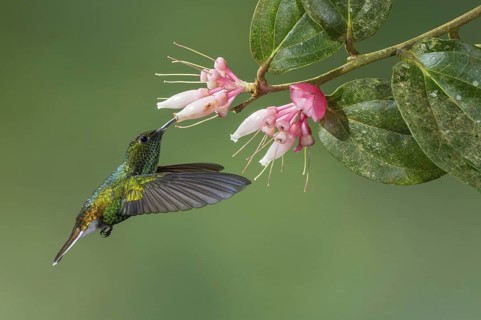 Coppery-headed Emerald (Elvira cupreiceps), Costa Rica
