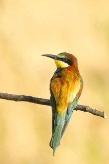 Bee-eater (Merops apiaster) sitting on a branch, dorsal view, Rhineland-Palatinate, Germany