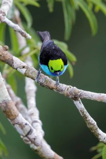 Paradise Tanager (Tangara chilensis) perched on a branch in Ecuador