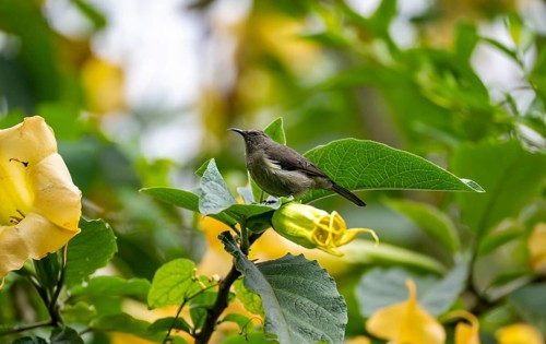 Olive-bellied Sunbird (Cinnyris chloropygius), female sitting on a yellow flower, Mgahinga Gorilla