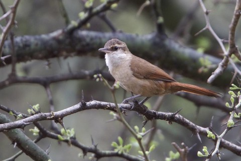 Bolivian Earthcreeper (Ochetorhynchus harterti) perched on a branch in Bolivia, South America