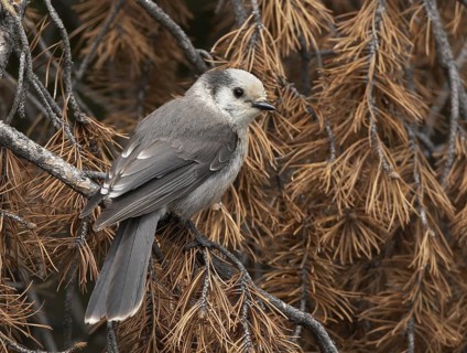 Grey Jay (Perisoreus canadensis), Colorado, USA