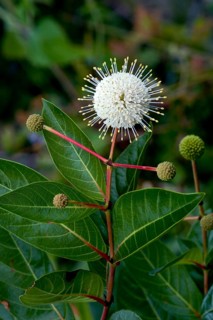 Close up of Buttonbush plant in bloom at Emeralda Marsh in Central, Florida, USA