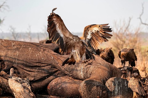 Many white-backed vultures (Gyps africanus), vultures feeding on the carcass of an elephant,