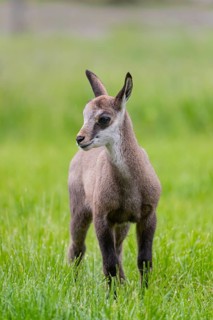One young Chamois (Rupicapra rupicapra) standing on a fresh green meadow