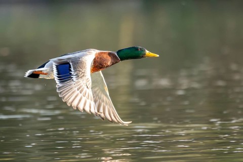 Wild duck (Anas platyrhynchos) male flying over a lake, Bavaria, Germany