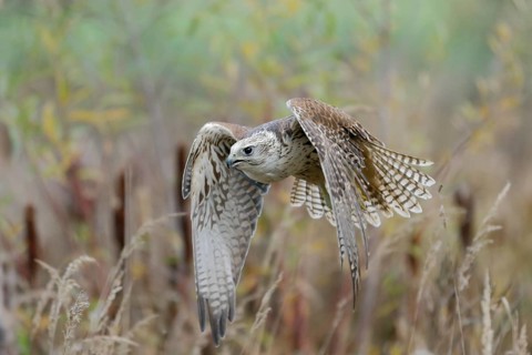 Sakerfalke, Wuergfalke, lat. Falco cherrug, im Flug dicht über der Vegetation eines Gewässers