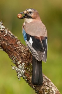 Eurasian Jay (Garrulus glandarius), perched on a branch with acorn on beak, Castilla Leon, Spain