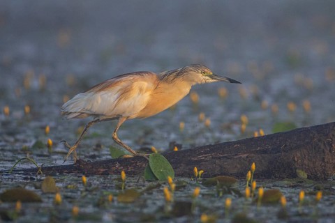 Squacco Heron (Ardeola ralloides) in the fog Hungary