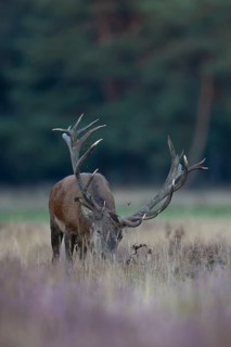 Red deer in rut, Hooge Veluve, Holland