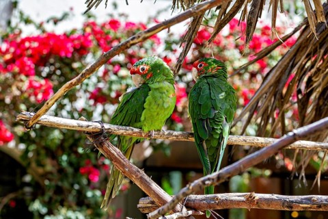 Two green parrots sitting on branches in a tropical environment with red flowers, red-masked
