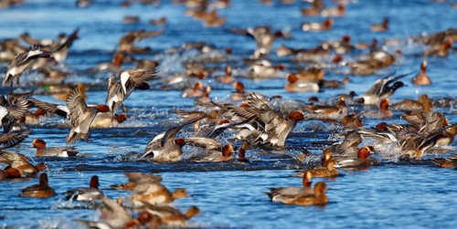 Eurasian Wigeon (Mareca penelope) group taking flight, Netherlands