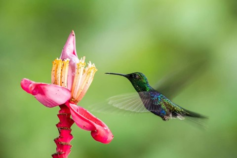 Crowned Woodnymph (Thalurania colombica hypochlora) male flying and feeding on flower nectar,
