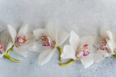 A stunning arrangement of white orchids with pink accents on a light, textured background. The