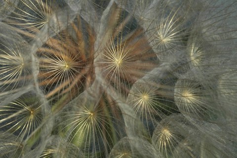 Detail of meadow hogweed (Tragopogon pratensis), fruit stand, umbrella of dandelion, macro shot,