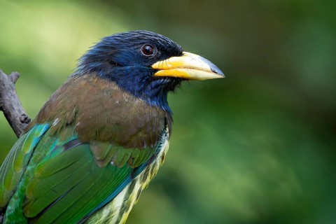 Great Barbet (Psilopogon virens clamator) perched on a branch, Yunnan, China