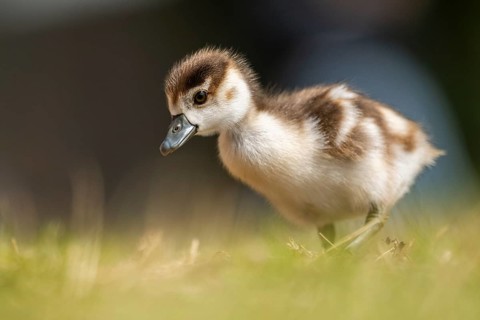 Egyptian goose (Alopochen aegyptiaca) cute chick on a meadow at the shore of a lake, Bavaria,