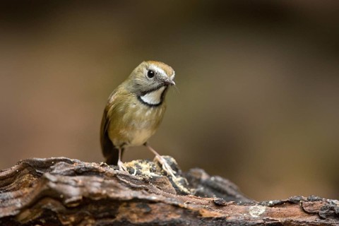 White-gorgeted Flycatcher (Anthipes monileger), Yunnan, China