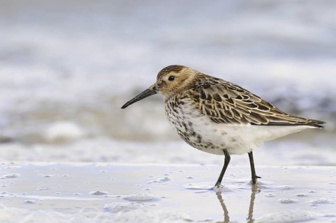 Dunlin (Calidris alpina), Germany