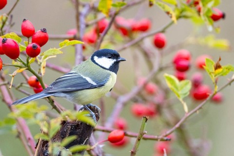 Great tit (Parus major) Germany