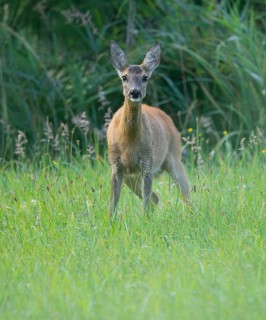 Roe deer (Capreolus capreolus), doe standing in a meadow and looking attentively, wildlife, Lower
