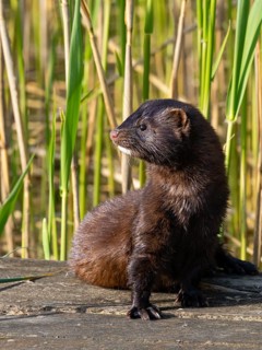 A mink in the sun