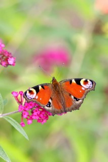 Peacock butterfly (Inachis io) sucking nectar on butterfly bush (Buddleja davidii), in a natural
