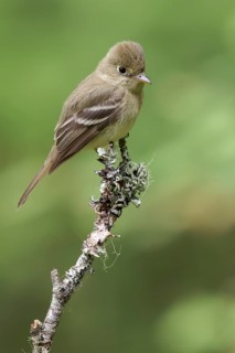 Pacific Slope Flycatcher (Empidonax difficilis) perched on a branch in Victoria, BC, Canada