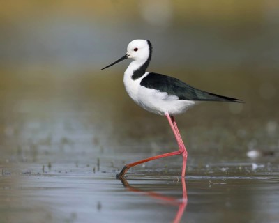 White-headed Stilt (Himantopus leucocephalus), Victoria, Australia