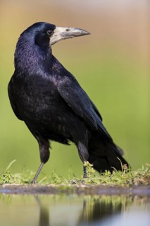 Rook, TIere, VOgel, Rabenvögel, (Corvus frugilegus), Beindersheim, Bad Dürkheim district,