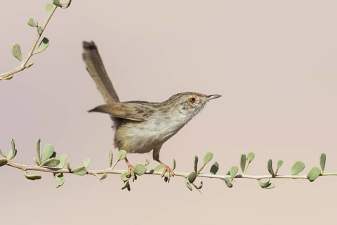 Graceful Prinia (Prinia gracilis), Eilat, Israel