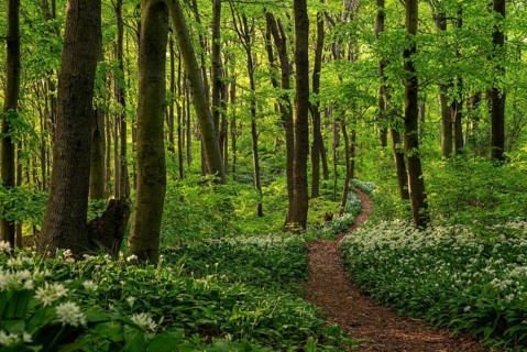 A picturesque winding path or forest path lined with white flowering wild garlic (Allium ursinum)