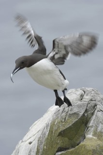 Common Murre (Uria aalge), Scotland, United Kingdom