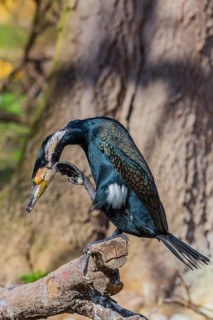 Great cormorant, Phalacrocorax carbo, sits on a branch
