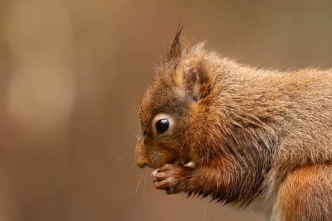 Red squirrel (Sciurus vulgaris) adult animal eating a hazel nut in winter, England, United Kingdom