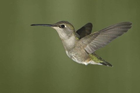 Black-chinned Hummingbird (Archilochus alexandri), Canada