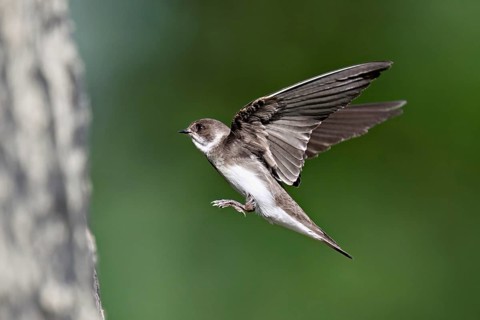 Sand martin (Riparia riparia), approaching the breeding tube, Reussegg nature reserve, Canton
