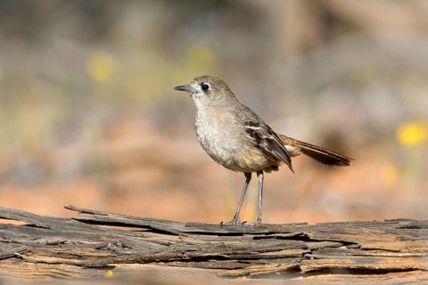 Southern Scrub Robin (Drymodes brunneopygia), Victoria, Australia