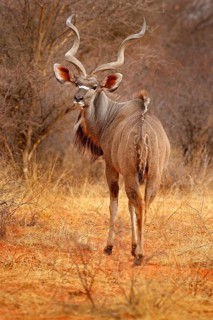 Greater kudu, Tragelaphus strepsiceros, handsome antelope with spiral horns. Animal in the green