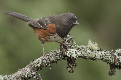Spotted Towhee (Pipilo maculatus), British Columbia, Canada