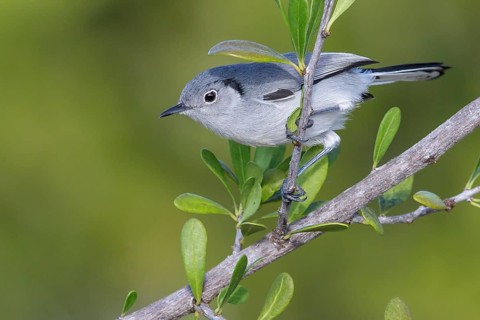 Cuban gnatcatcher (Polioptila lembeyei) perched on a branch in Cuba