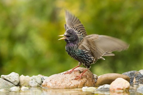 Common Starling (Sturnus vulgaris) calling, Bavaria, Germany